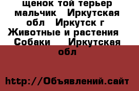  щенок той-терьер мальчик - Иркутская обл., Иркутск г. Животные и растения » Собаки   . Иркутская обл.